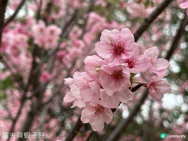 香港好去處 | 天水圍公園 | 賞櫻賞梅