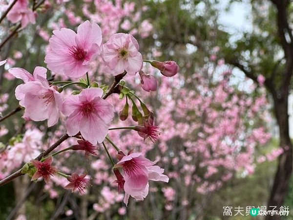 香港好去處 | 天水圍公園 | 賞櫻賞梅