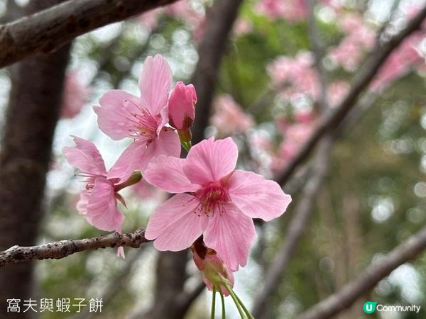 香港好去處 | 天水圍公園 | 賞櫻賞梅