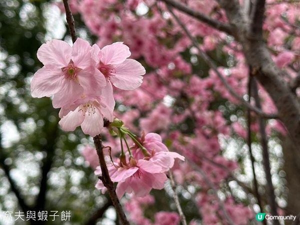 香港好去處 | 天水圍公園 | 賞櫻賞梅