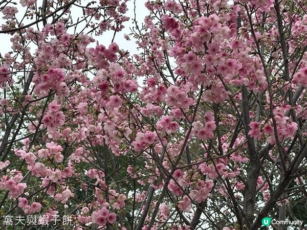 香港好去處 | 天水圍公園 | 賞櫻賞梅