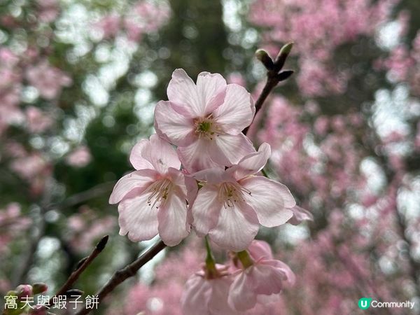 香港好去處 | 天水圍公園 | 賞櫻賞梅