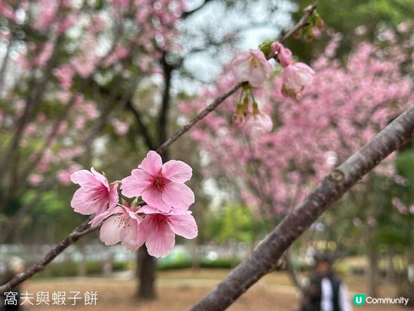 香港好去處 | 天水圍公園 | 賞櫻賞梅