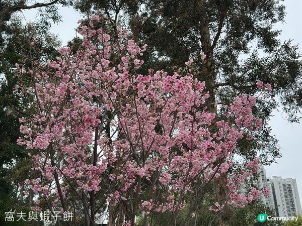 香港好去處 | 天水圍公園 | 賞櫻賞梅