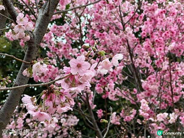 香港好去處 | 天水圍公園 | 賞櫻賞梅