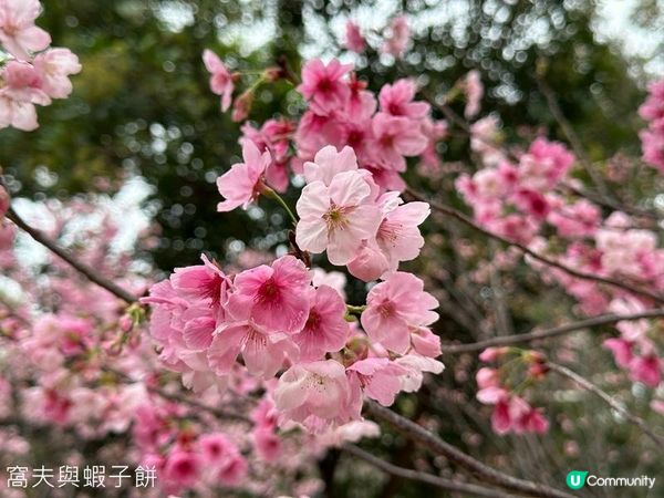 香港好去處 | 天水圍公園 | 賞櫻賞梅