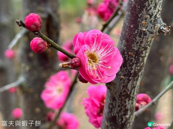 香港好去處 | 天水圍公園 | 賞櫻賞梅