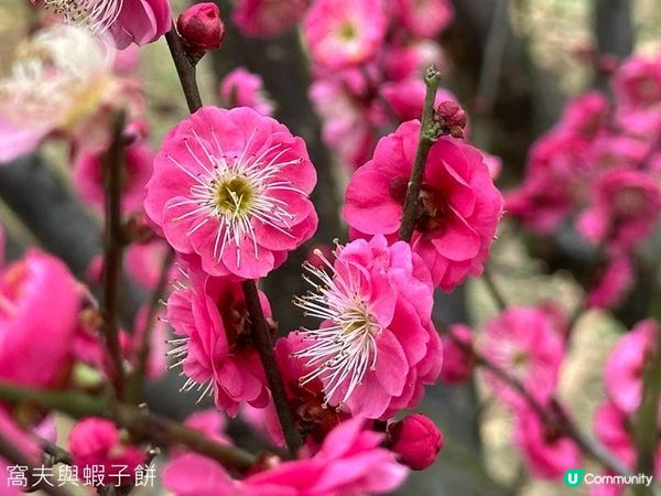 香港好去處 | 天水圍公園 | 賞櫻賞梅