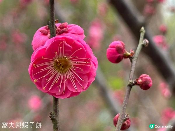 香港好去處 | 天水圍公園 | 賞櫻賞梅