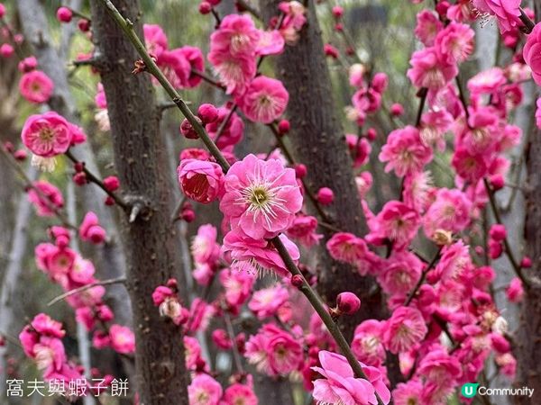 香港好去處 | 天水圍公園 | 賞櫻賞梅