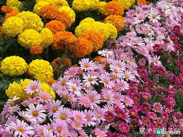 香港好去處 | 天水圍公園 | 賞櫻賞梅