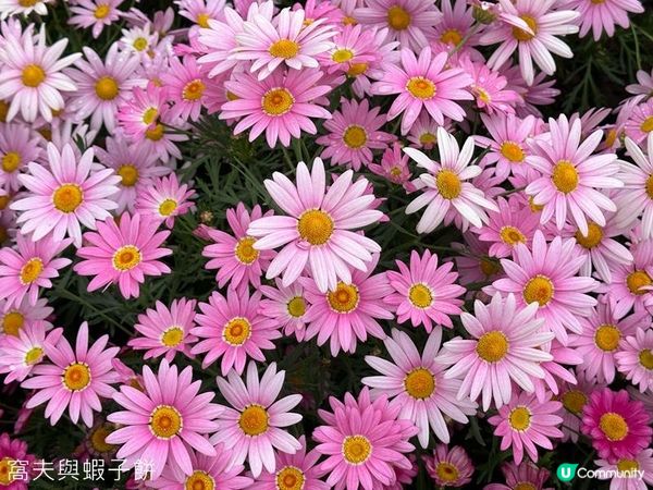 香港好去處 | 天水圍公園 | 賞櫻賞梅