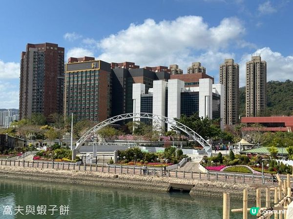 香港好去處 | 沙田 | 沙田公園紫花風鈴木 | 一圍茶