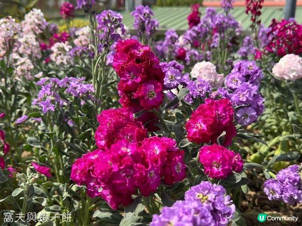 香港好去處 | 沙田 | 沙田公園紫花風鈴木 | 一圍茶
