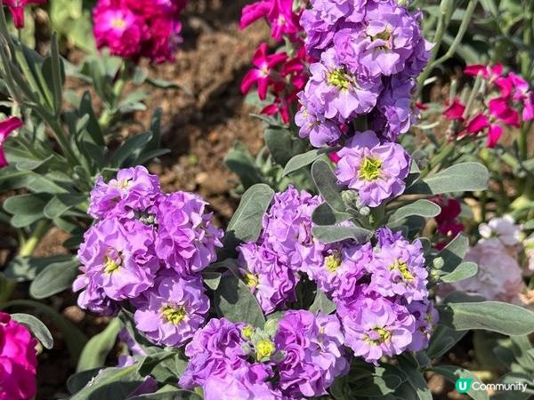 香港好去處 | 沙田 | 沙田公園紫花風鈴木 | 一圍茶