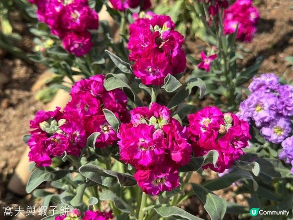 香港好去處 | 沙田 | 沙田公園紫花風鈴木 | 一圍茶