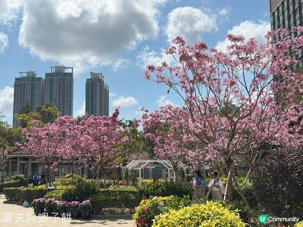 香港好去處 | 沙田 | 沙田公園紫花風鈴木 | 一圍茶