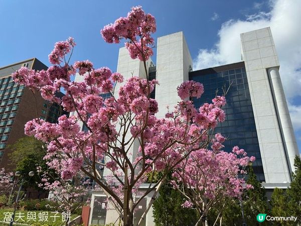 香港好去處 | 沙田 | 沙田公園紫花風鈴木 | 一圍茶