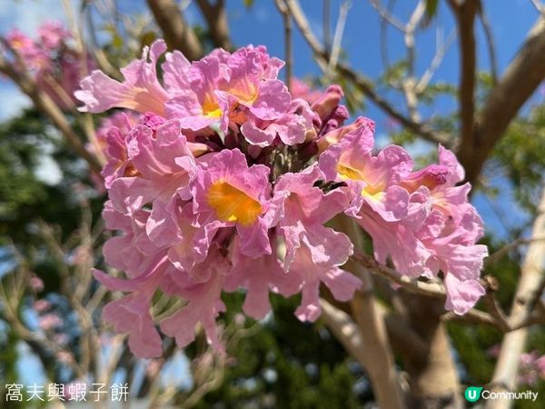 香港好去處 | 沙田 | 沙田公園紫花風鈴木 | 一圍茶