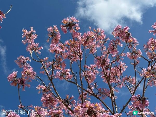 香港好去處 | 沙田 | 沙田公園紫花風鈴木 | 一圍茶