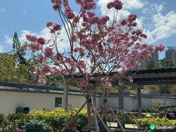 香港好去處 | 沙田 | 沙田公園紫花風鈴木 | 一圍茶