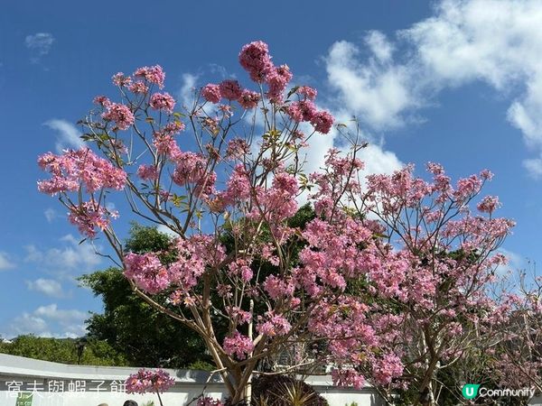 香港好去處 | 沙田 | 沙田公園紫花風鈴木 | 一圍茶