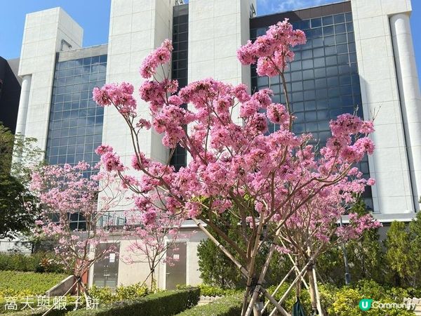 香港好去處 | 沙田 | 沙田公園紫花風鈴木 | 一圍茶