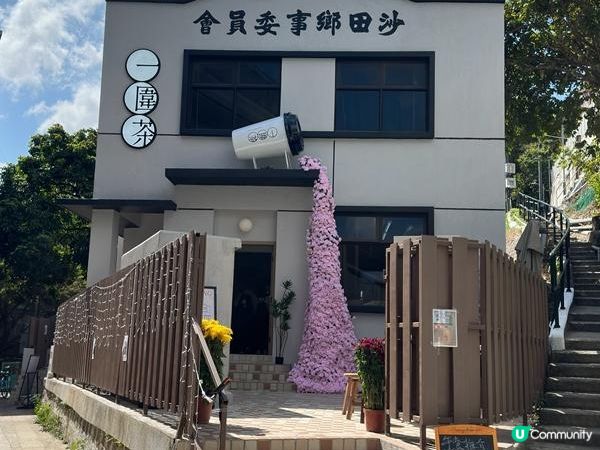 香港好去處 | 沙田 | 沙田公園紫花風鈴木 | 一圍茶