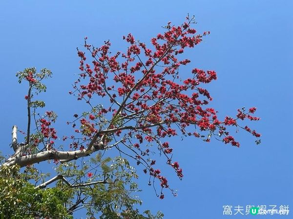 香港好去處 | 大埔海濱公園 | 三月賞花