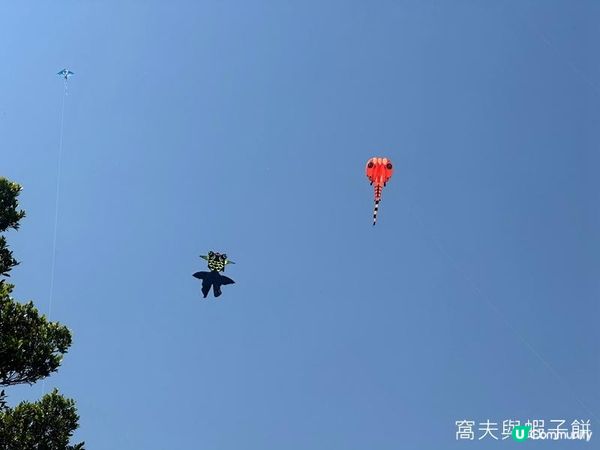 香港好去處 | 大埔海濱公園 | 三月賞花