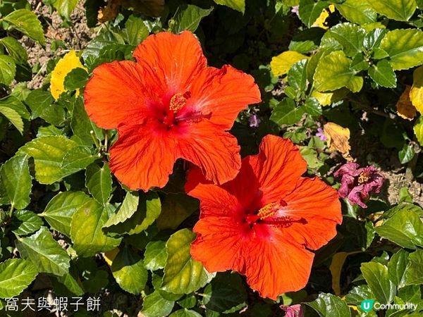 香港好去處 | 大埔海濱公園 | 三月賞花