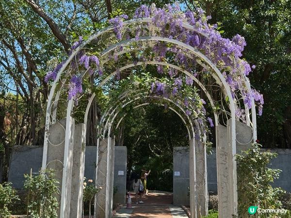 香港好去處 | 大埔海濱公園 | 三月賞花