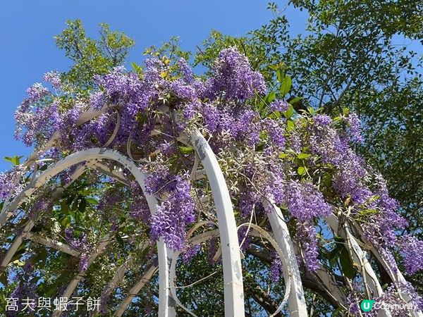 香港好去處 | 大埔海濱公園 | 三月賞花