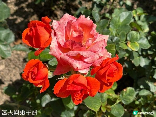 香港好去處 | 大埔海濱公園 | 三月賞花