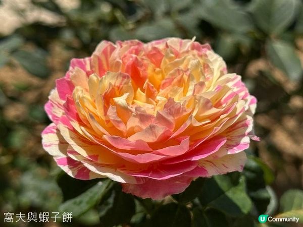 香港好去處 | 大埔海濱公園 | 三月賞花