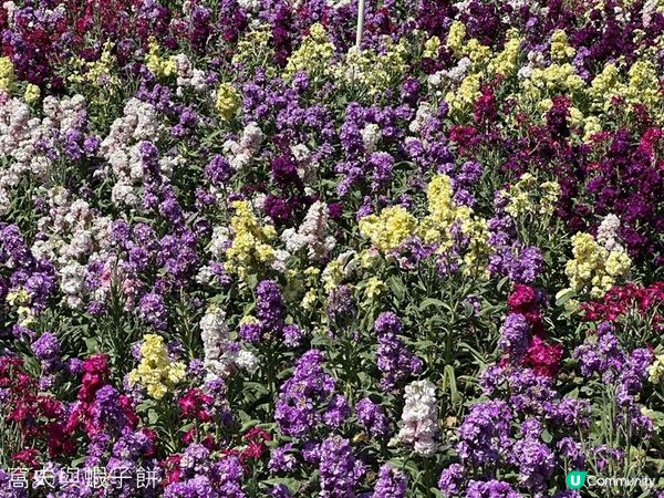 香港好去處 | 大埔海濱公園 | 三月賞花