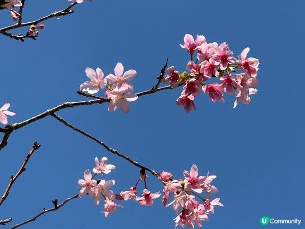 香港好去處 | 大埔海濱公園 | 三月賞花