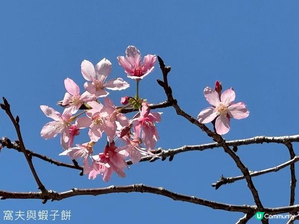 香港好去處 | 大埔海濱公園 | 三月賞花