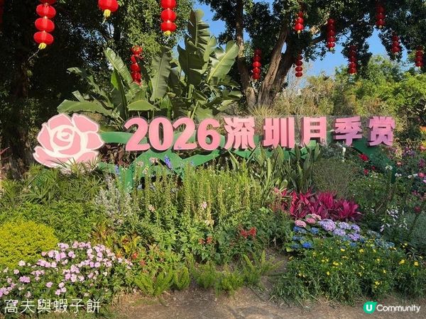 深圳好去處 | 人民公園 | 2026深圳月季賞