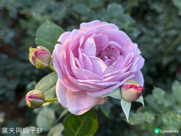 深圳好去處 | 人民公園 | 2026深圳月季賞