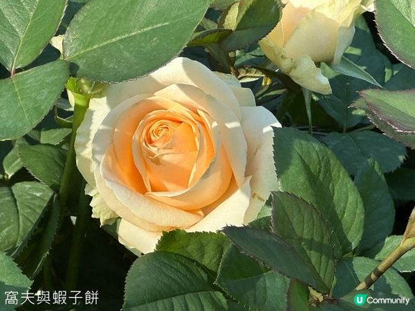 深圳好去處 | 人民公園 | 2026深圳月季賞