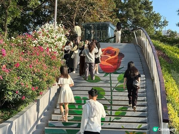 深圳好去處 | 人民公園 | 2026深圳月季賞