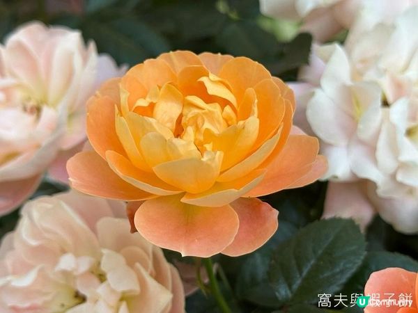 深圳好去處 | 人民公園 | 2026深圳月季賞