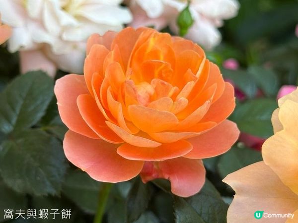 深圳好去處 | 人民公園 | 2026深圳月季賞
