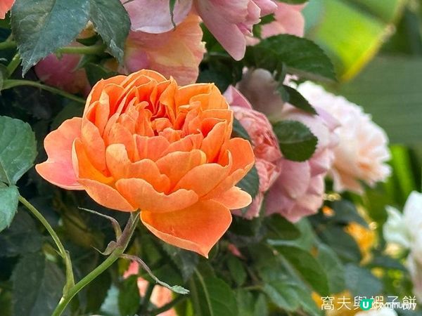 深圳好去處 | 人民公園 | 2026深圳月季賞