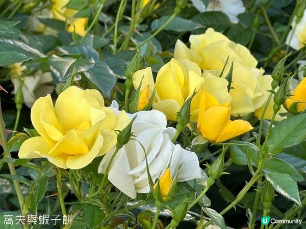 深圳好去處 | 人民公園 | 2026深圳月季賞