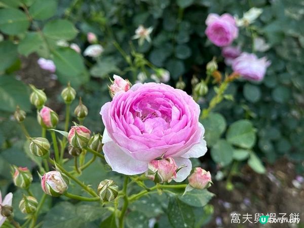 深圳好去處 | 人民公園 | 2026深圳月季賞