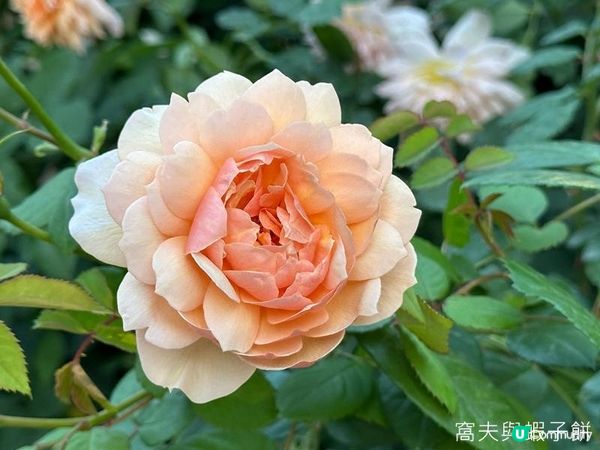 深圳好去處 | 人民公園 | 2026深圳月季賞