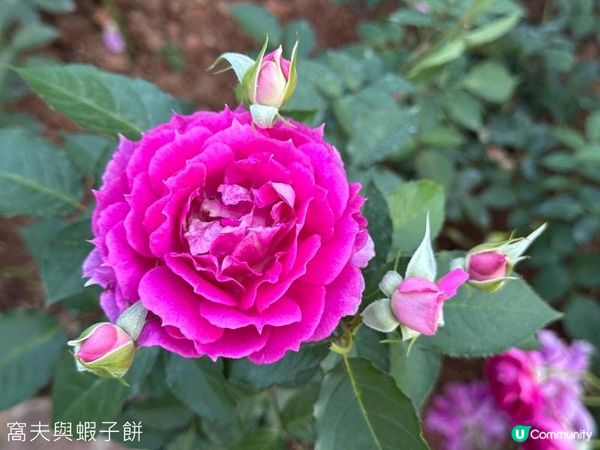 深圳好去處 | 人民公園 | 2026深圳月季賞