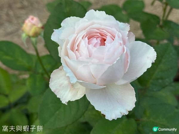 深圳好去處 | 人民公園 | 2026深圳月季賞